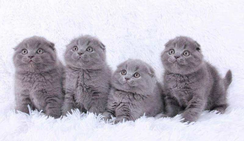gatitos scottish fold color gris