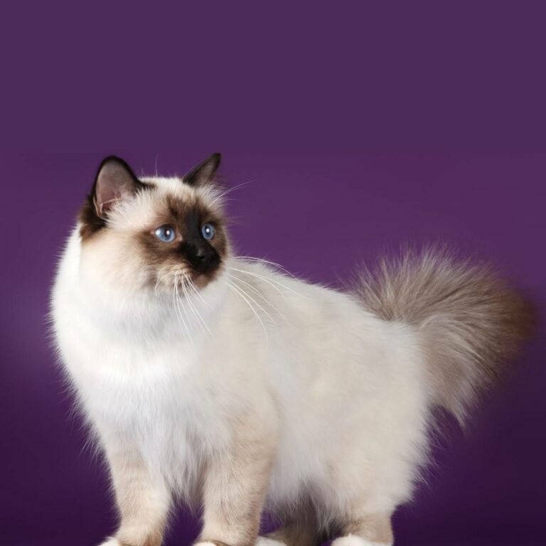 🐱 Birmano Gato: el compañero suave y dulce que alegrará tu hogar