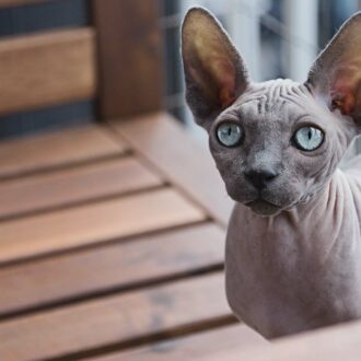 Gato Sphynx ojos azules