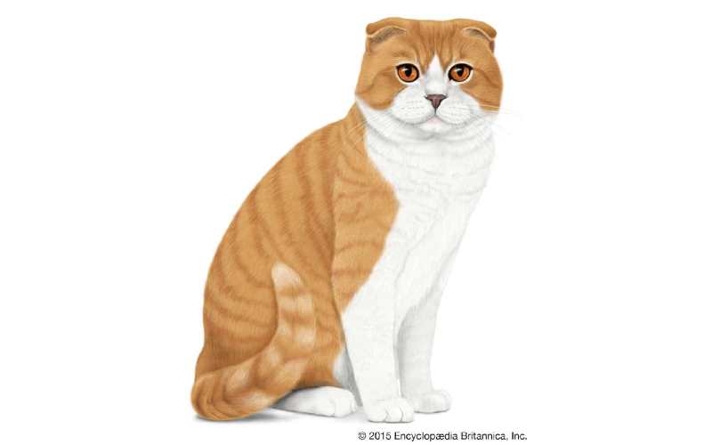 precio gato Scottish Fold