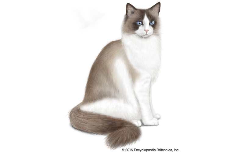 precio del gato Ragdoll