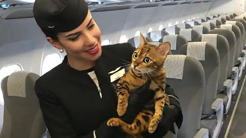precio viajar en avion con un gato