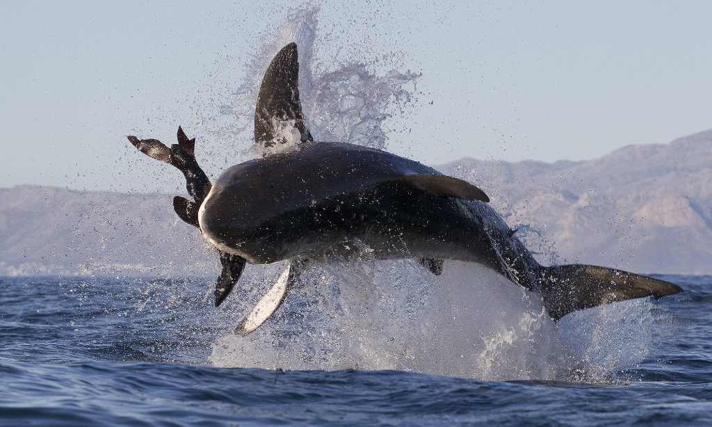 tiburon comiendo foca