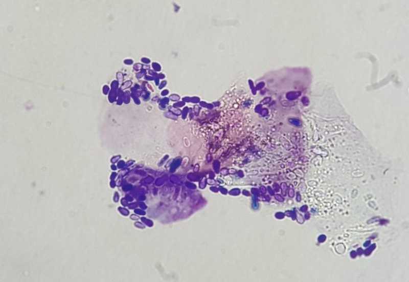 hongo Malassezia responsable de la dermatitis fungica enperros