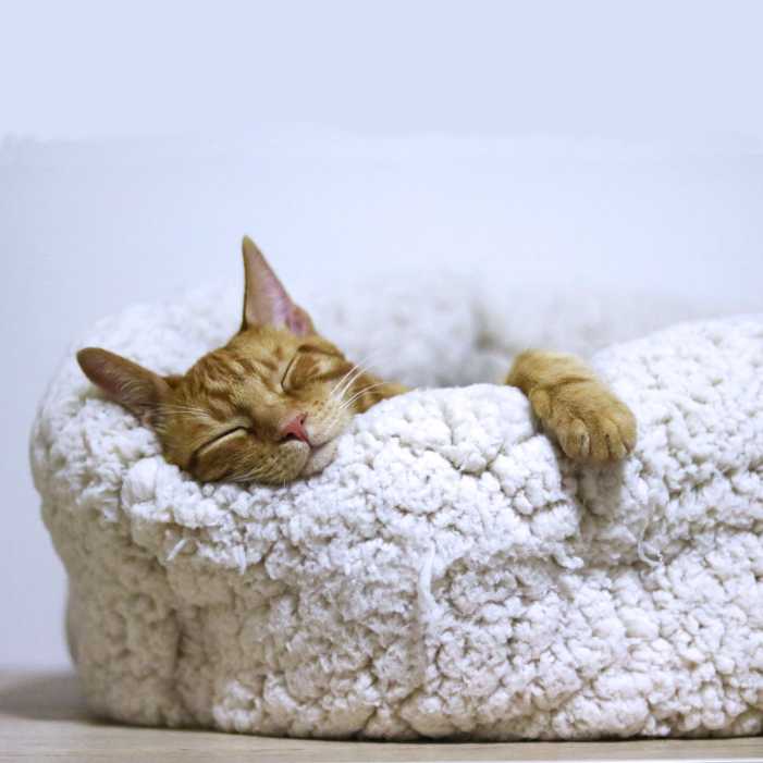 Mejores camas para gatos: ¿Baratas, originales o caseras?