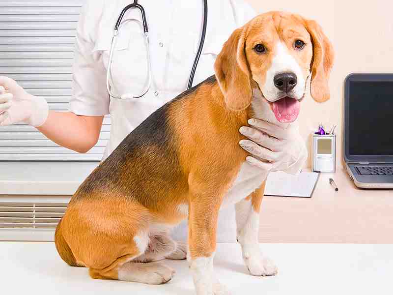 champú para perros con dermatitis