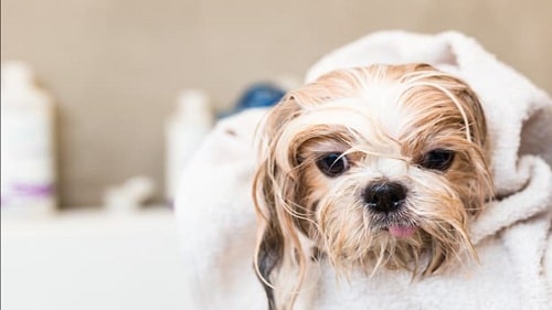 dermatitis seborreica en perros