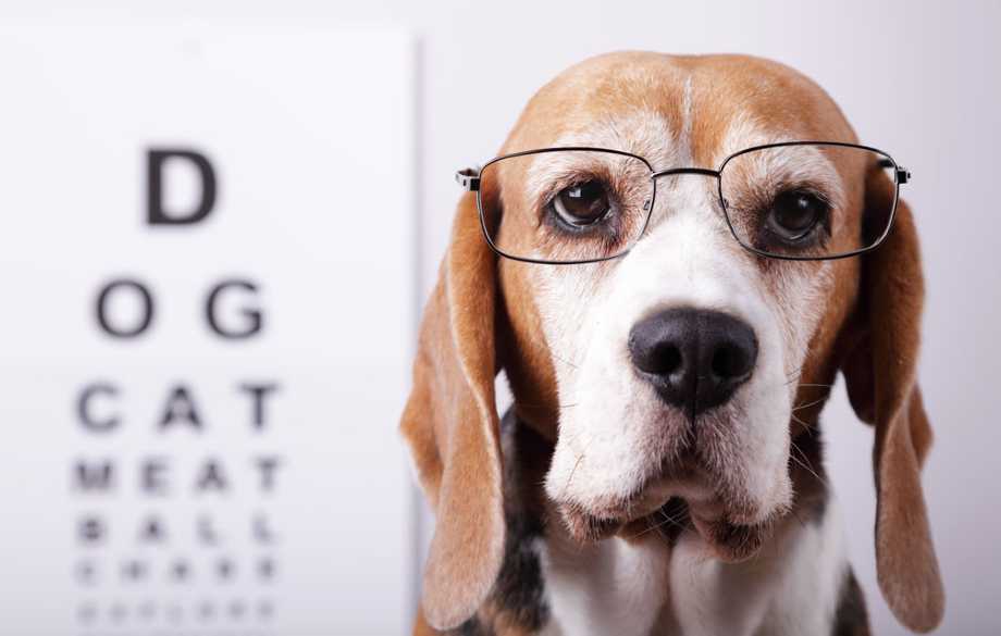 enfermedades oculares visión de los perros