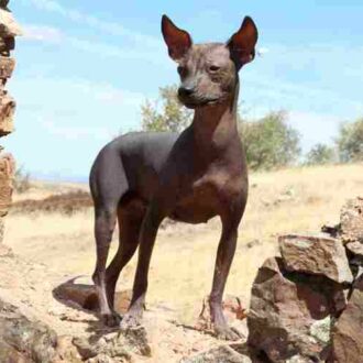 perro no suelta pelo peruano