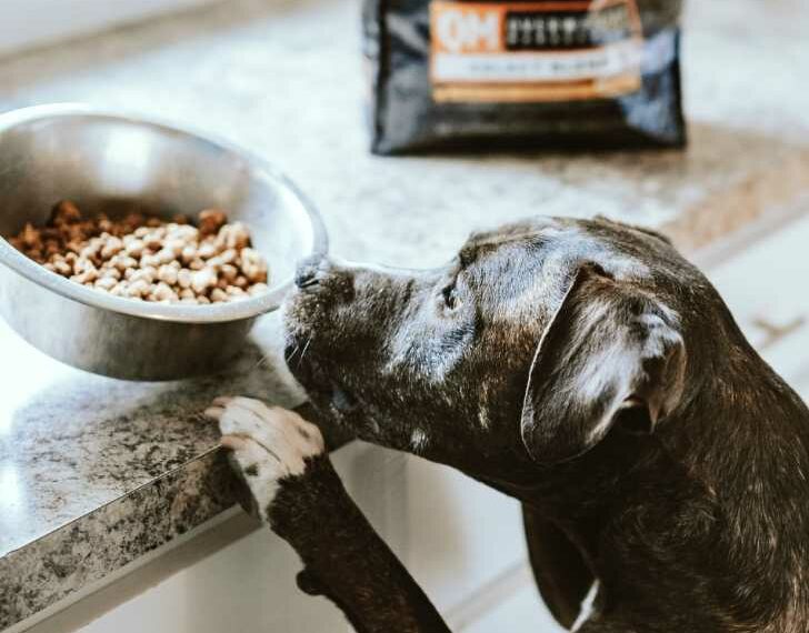 pienso hipoalergénico para perros con dermatitis