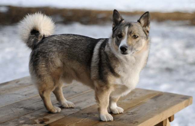 razas de perros híbridos - Horgi