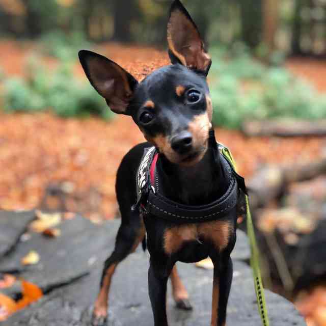 Pinscher Miniatura: El perro mini de la familia pinscher