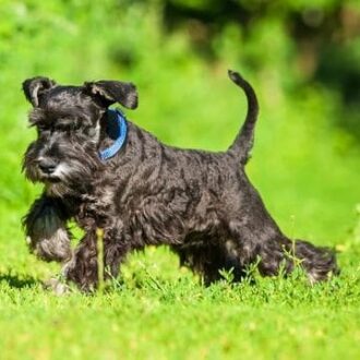 Raza de perro schnauzer miniatura