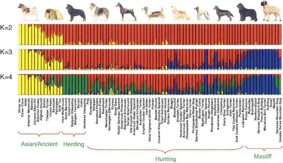 perfil de ADN en perros
