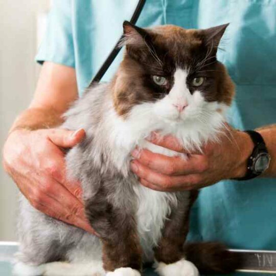 5 Tipos de dermatitis en gatos que debes conocer