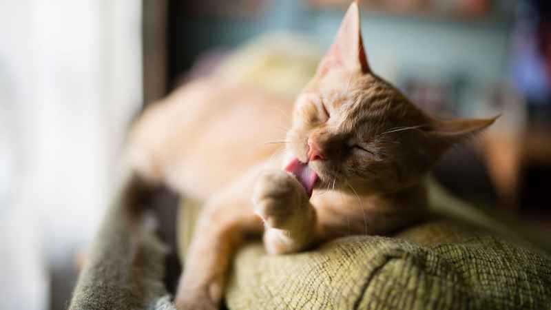 dermatitis atópica en gatos