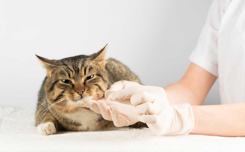 Diagnóstico de la diabetes en gatos