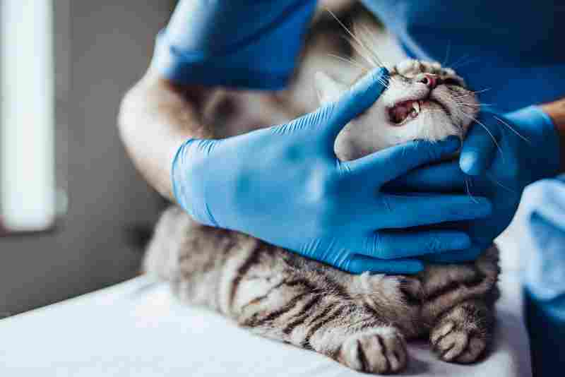 higiene dental gatos atención veterinaria