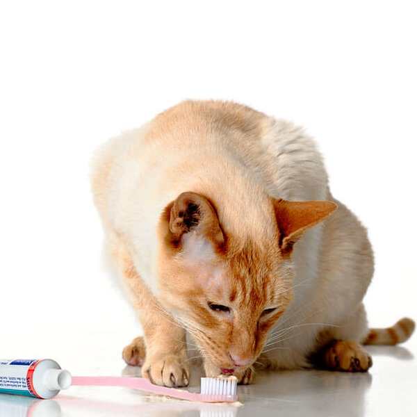 higienen dental para gatos