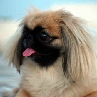 Pekinés