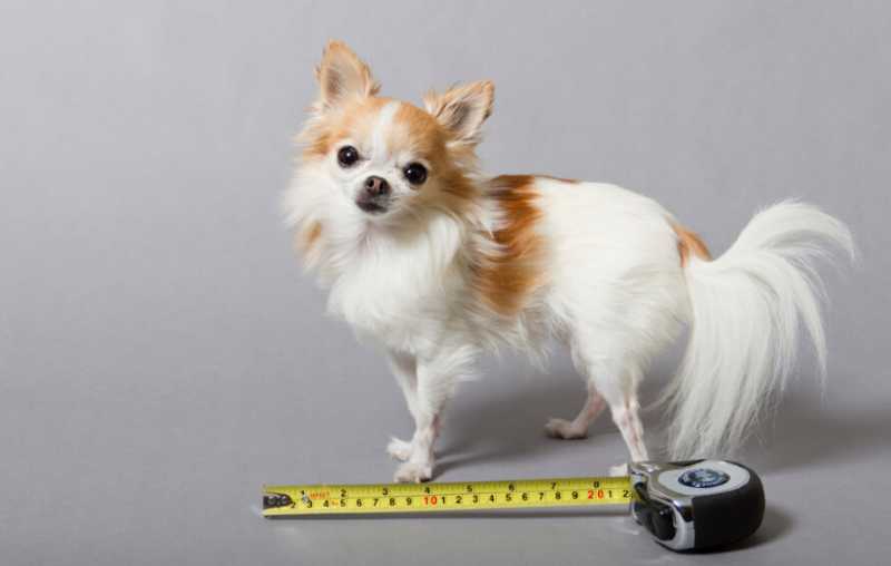 perro mas pequeño del mundo chihuahua Cupcake