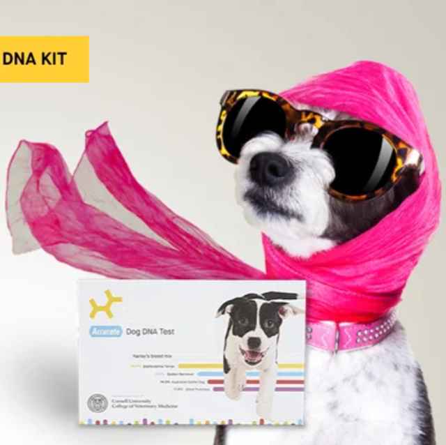 Prueba de ADN para perros: Prediciendo su futuro desde casa