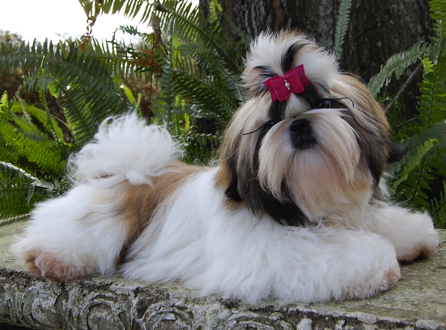 cortes de pelo para perros shih tzu