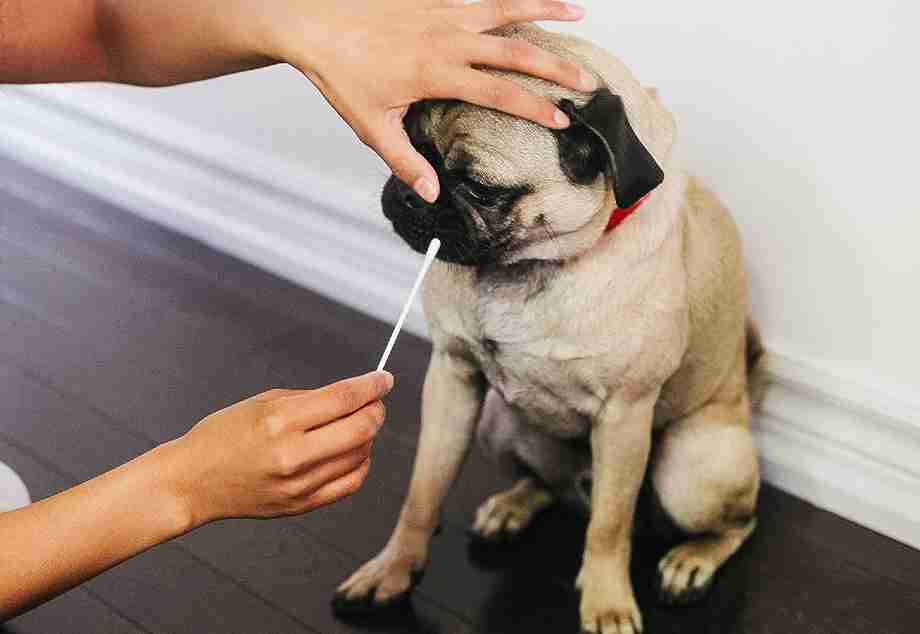 test adn para perros