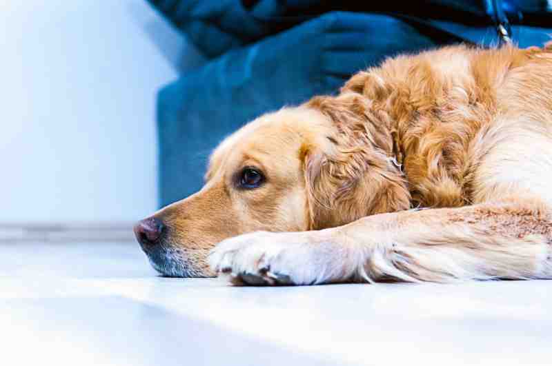 Parásitos más comunes en los perros
