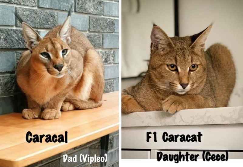 caracal vs caracat