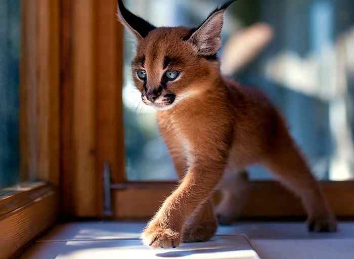 Gatos Caracal Raza