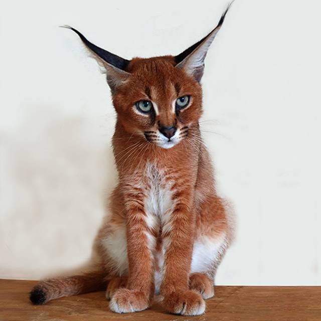 La familia que vive con un gato caracal salvaje de 25 kilos