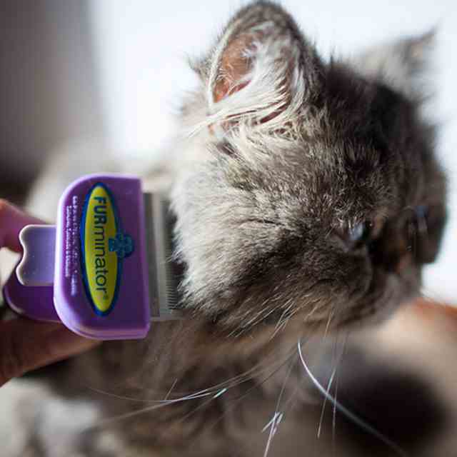 cepillo para gatos