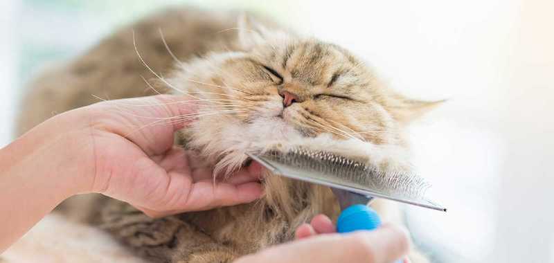 cepillo para gatos