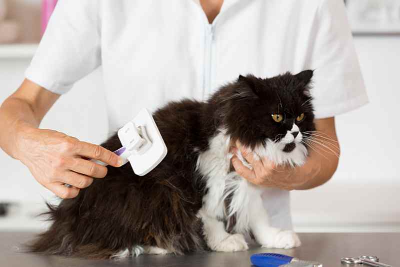 cuidados pelaje gatos