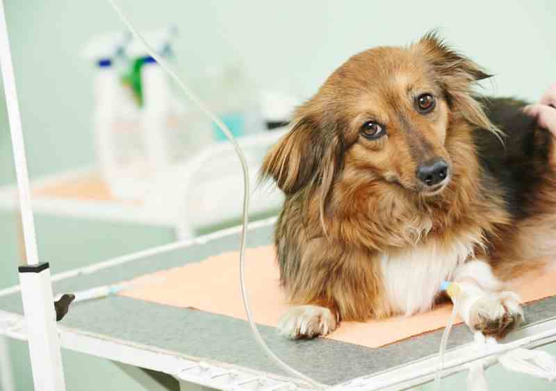 displasia cadera cirugia perros