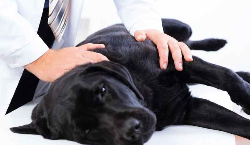 displasia de cadera en perros sintomas