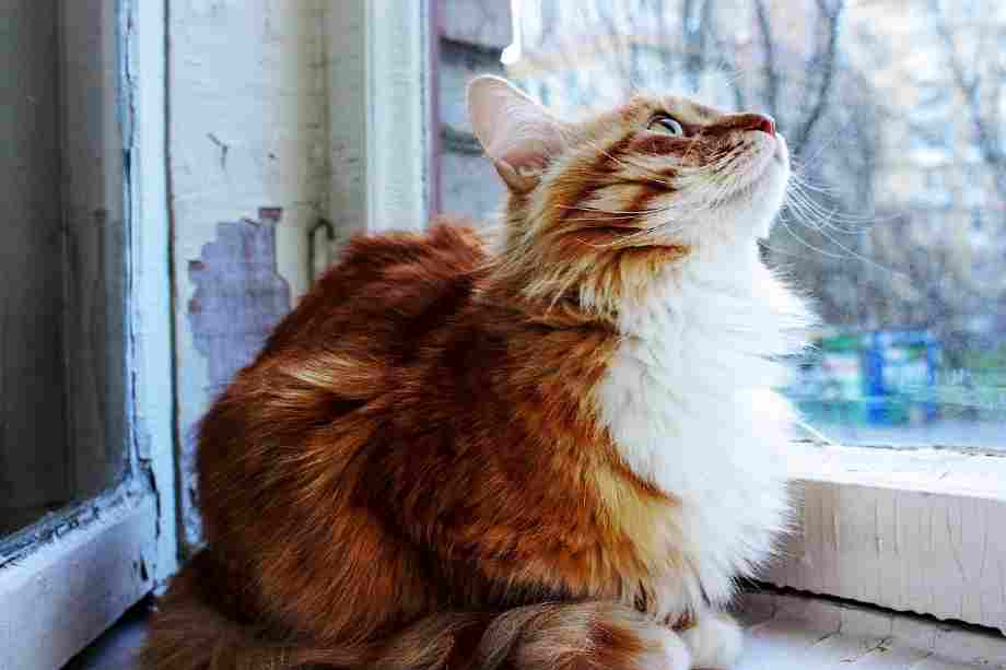 gato domestico de pelo largo color naranja