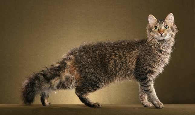 gato laperm en cuatro patas