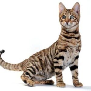 Gato Toyger, el mini tigre doméstico