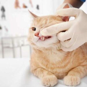 Gingivitis en gatos