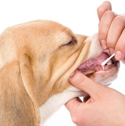 gingivitis en perros
