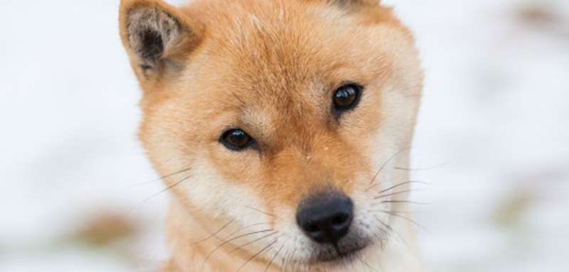 Hokkaido perro cara de zorro