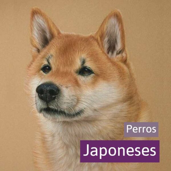 Perros Japoneses: 10 razas increíbles que debes conocer