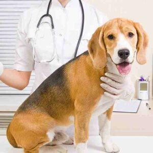 Síndrome de Cushing en perros: Síntomas y tratamientos