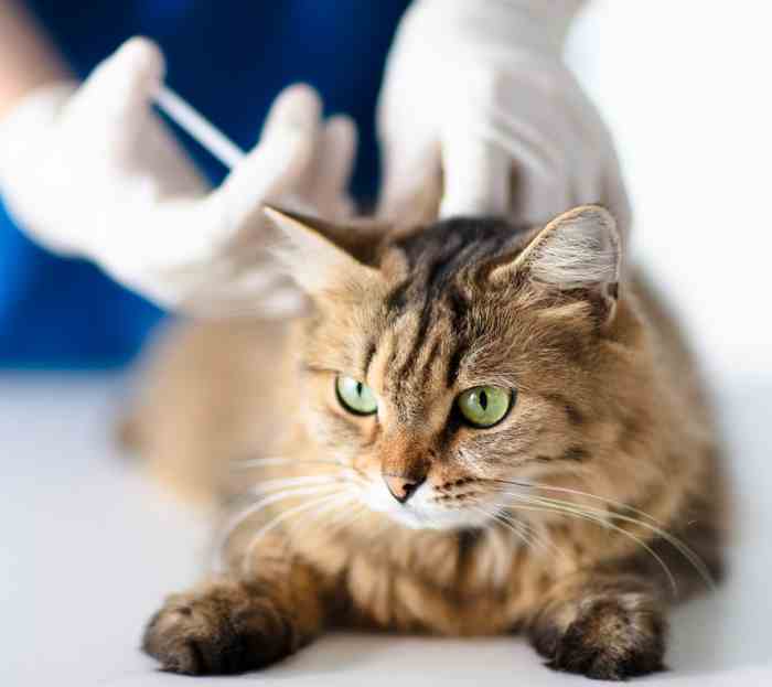 vacunas para gatos