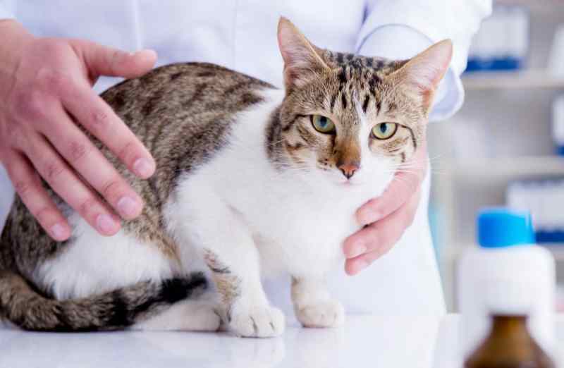 leucemia en gatos diagnóstico