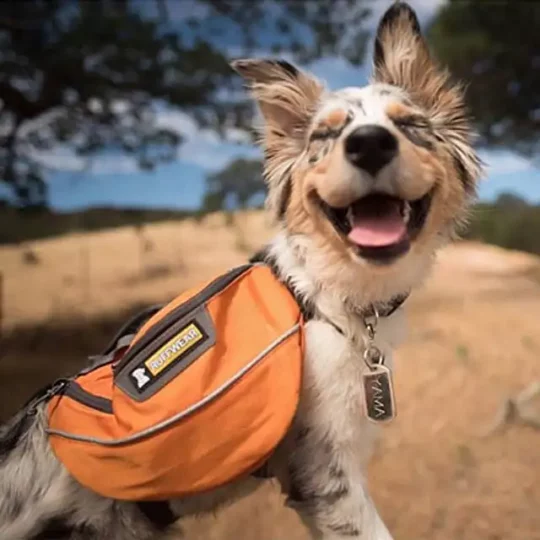 accesorios para ir con camping con perros