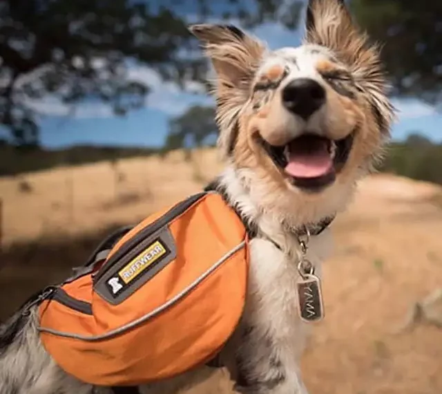 accesorios para ir con camping con perros