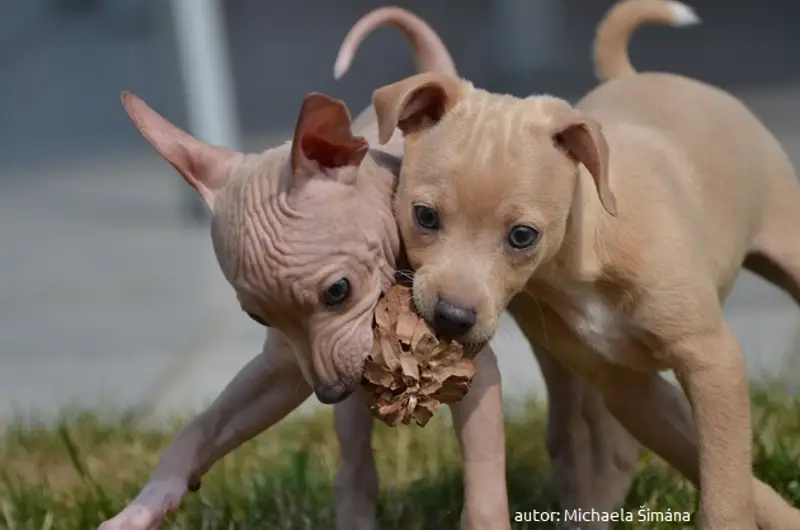 cachorro de terrier americano sin pelo